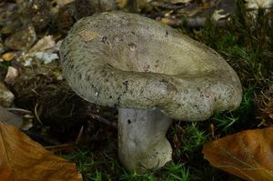 Ryzec zelený - Lactarius blennius