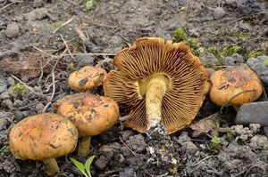 Šupinovka spáleništní - Pholiota highlandensis