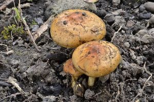 Šupinovka spáleništní - Pholiota highlandensis