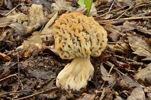 Smrž jedlý - Morchella vulgaris (Pers.) Boud.