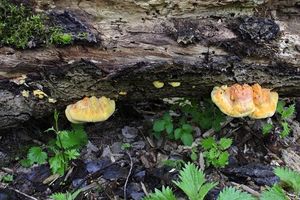 Klikni pro velký obrázek