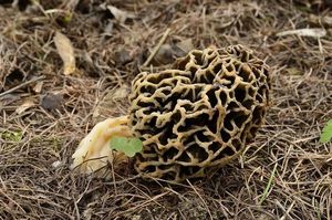 Smrž jedlý - Morchella vulgaris (Pers.) Boud.