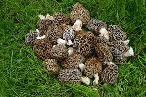 Smrž jedlý - Morchella vulgaris (Pers.) Boud.