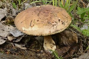 Klikni pro velký obrázek