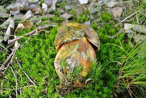 Klikni pro velký obrázek