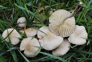 Špička obecná - Marasmius oreades (Bolton) Fr. 1836