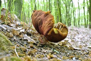 Klikni pro velký obrázek