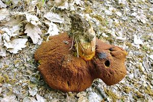 Klikni pro velký obrázek