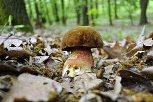 Klikni pro velký obrázek