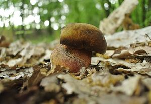 Klikni pro velký obrázek