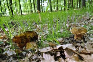 Klikni pro velký obrázek