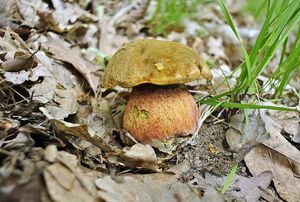 Klikni pro velký obrázek