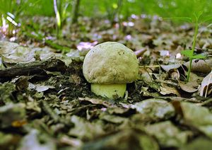 Klikni pro velký obrázek