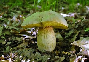 Klikni pro velký obrázek