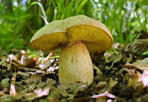 Klikni pro velký obrázek