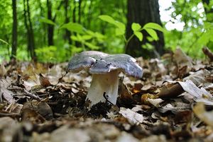 Klikni pro velký obrázek