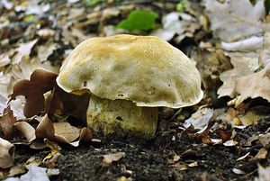 Klikni pro velký obrázek