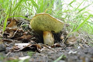 Klikni pro velký obrázek