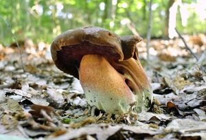 Klikni pro velký obrázek