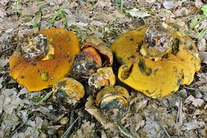 Klikni pro velký obrázek