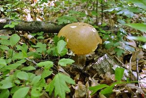 Klikni pro velký obrázek