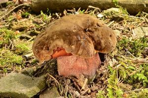 Klikni pro velký obrázek