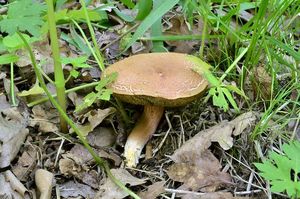 Klikni pro velký obrázek