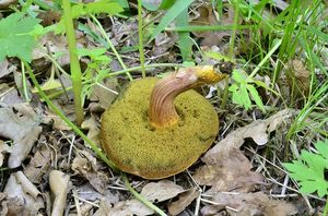 Klikni pro velký obrázek