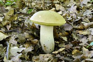 Klikni pro velký obrázek