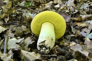 Klikni pro velký obrázek