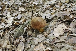 Klikni pro velký obrázek