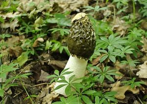 Klikni pro velký obrázek