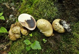 Klikni pro velký obrázek