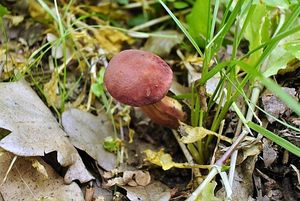 Klikni pro velký obrázek