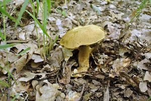 Klikni pro velký obrázek