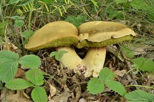 Klikni pro velký obrázek