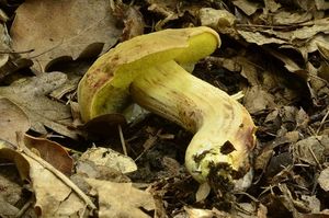 Klikni pro velký obrázek