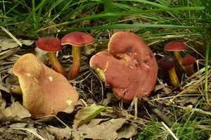 Klikni pro velký obrázek