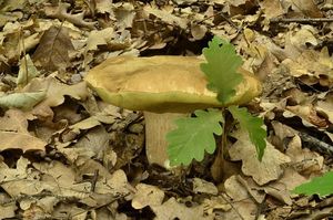 Klikni pro velký obrázek