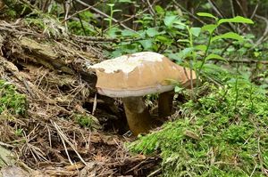 Klikni pro velký obrázek