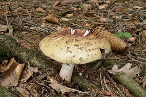 Klikni pro velký obrázek