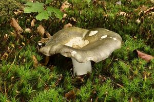 Klikni pro velký obrázek