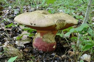 Klikni pro velký obrázek