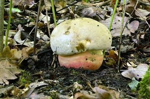 Klikni pro velký obrázek