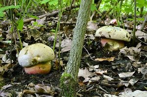 Klikni pro velký obrázek