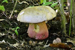 Klikni pro velký obrázek