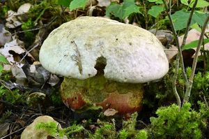 Klikni pro velký obrázek