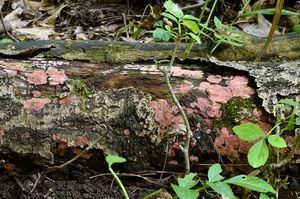 Klikni pro velký obrázek