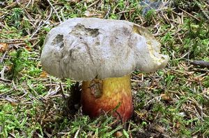 Klikni pro velký obrázek