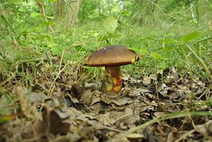 Klikni pro velký obrázek